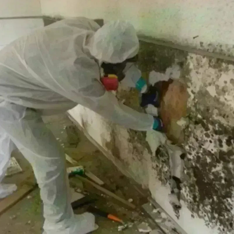 Mold Remediation and Removal in East Brookfield, MA